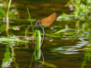 Dragonfly - Ważka